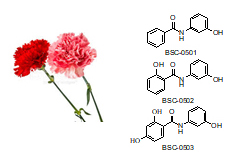 Carnation and PhytoAlexin Structure